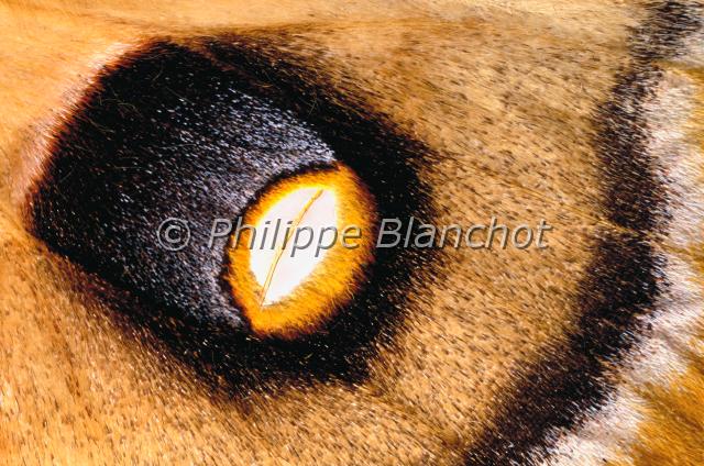 aile antharaea polyphemus.JPG - Gros plan, ocelle d'Antheraea polyphemus Polyphème d'AmériqueSilkvorm moth wingLepidoptera, SaturniidaeEtats Unis